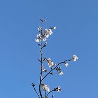 田村 悠花の写真